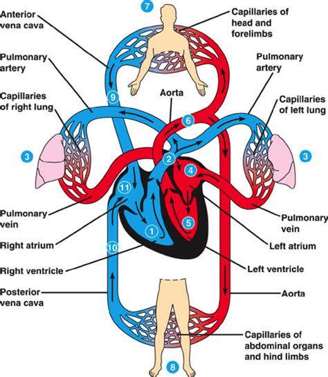 4.00 Cardiovascular System 